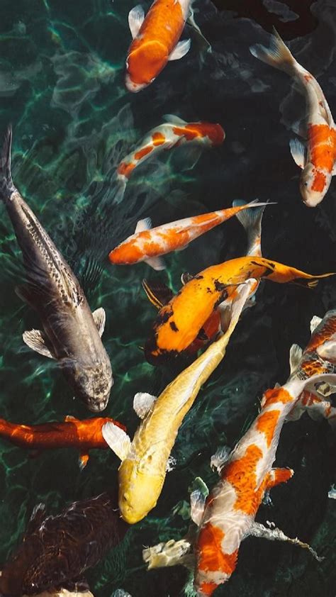 Many Different Colored Koi Fish Swimming In The Water
