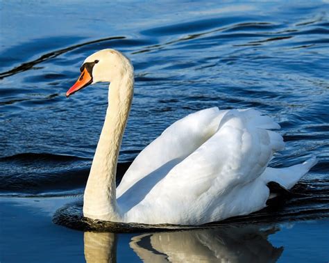 A Beautiful Swan Too Cute To Bear