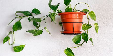 How To Train Your Vining Houseplants Westwood Gardens