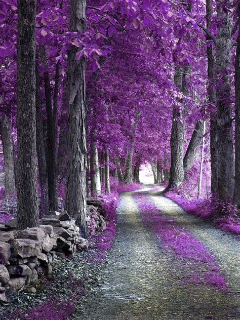 Purple Forest Nature Beautiful Nature Scenery