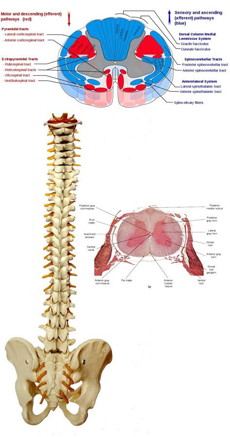 New Research Has Shown That The Spinal Cord Is Also Able To Process And