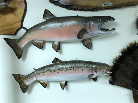 Salmon And Rainbow Trout Mounts