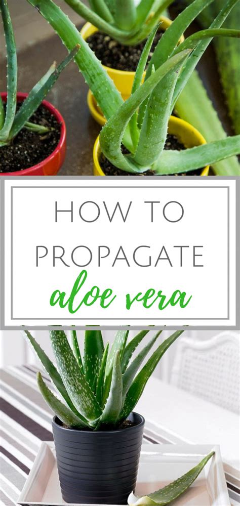 How To Grow Aloe Vera From One Leaf
