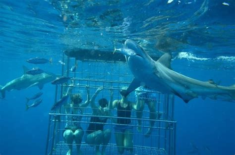 Shark Cage Diving Durban Aktuelle 2021 Lohnt Es Sich Mit Fotos