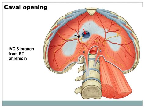 Crura Of Diaphragm