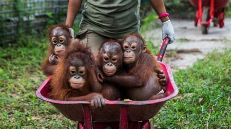Week In Pictures April 8 Orphaned Infant Orangutans At The Borneo
