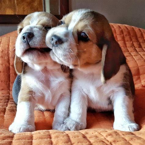 Cute Beagle Puppies Beagle Puppy Cute Dogs Cute Beagles