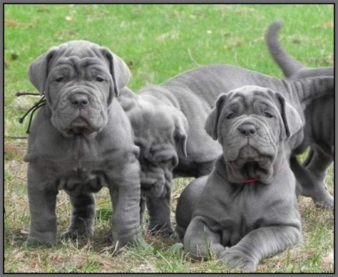 Find your new puppy here! Neapolitan Mastiff Puppies For Sale | New York, IA #245722