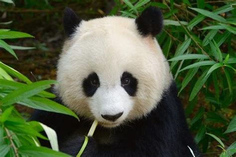 Gambar Panda Yang Lucu Terbaru