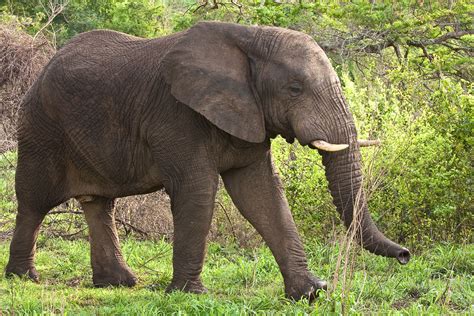 Female African Elephant Hluhluwe Imfolozi Park Flickr