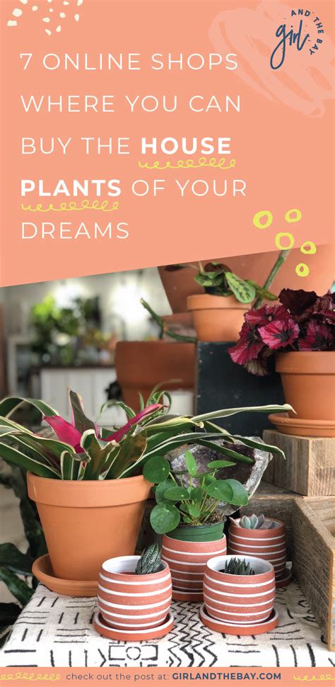 Check spelling or type a new query. 7 Online Shops Where You Can Buy The House Plants Of Your ...