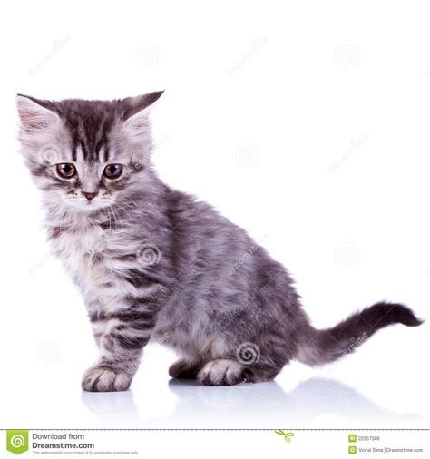 Cute Silver Tabby Baby Cat Stock Photo Image Of Side