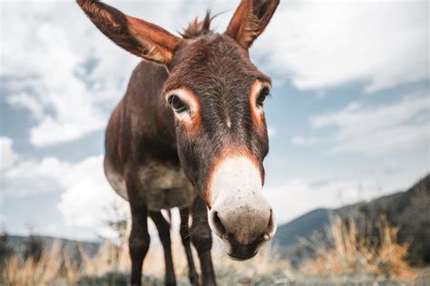 Donkeys Are The Ones With Real Horse Sense Vet Says Texas Aandm Today