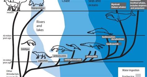 Victorias Science Blog Evolution Of Whales