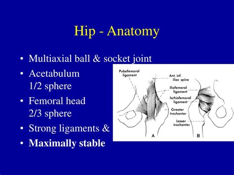Ppt Hip Anatomy Powerpoint Presentation Free Download Id1221961