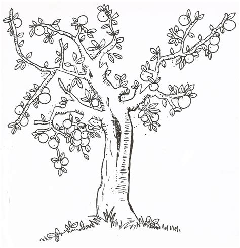 Fruit Tree Coloring Page At GetColorings Com Free Printable Colorings