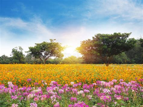 Colorful Flower Meadow And Blue Sky Stock Photo Image Of Blue