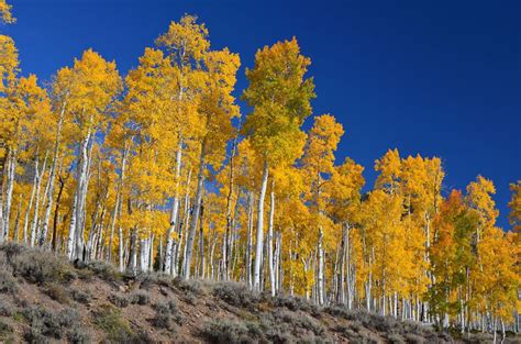 Whats The Oldest Living Thing On Earth Pando Tree Fast Growing Trees