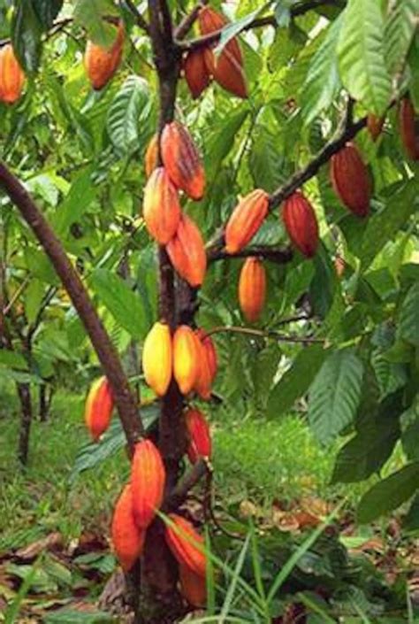 Cocoa Tree Theobroma Cacao L Tropical Fruit Tree Etsy