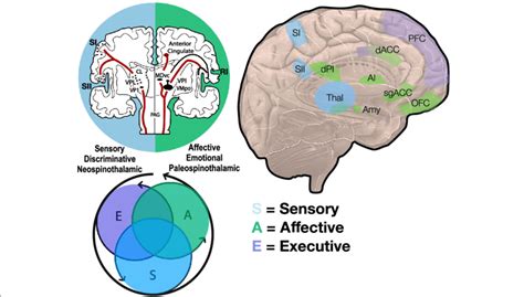 Cortical And Sub Cortical Pain Processing Sensory Discriminative Pain