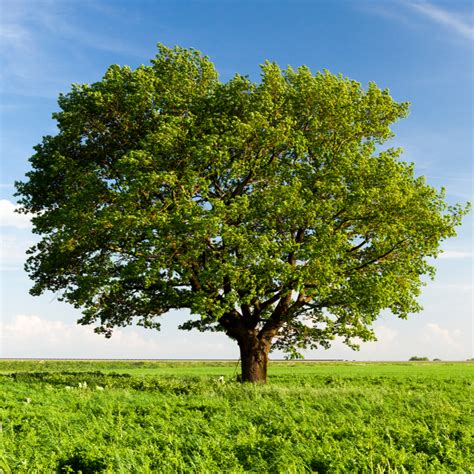 Photos Of Oak Trees Northern Red Oak Trees For Sale