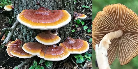 Fruiting King Oyster Mushrooms On Sawdust Blocks