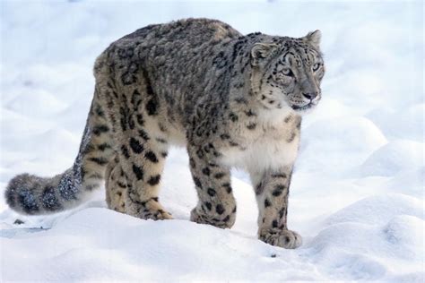 Three New Sub Species Of Snow Leopard Discovered