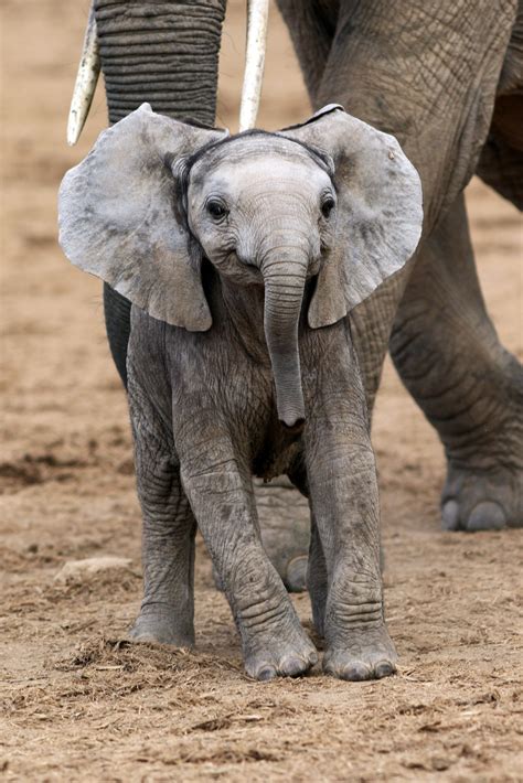» SAY CHEESE! ADORABLE MOMENT BABY ELEPHANT APPEARS TO SMILE FOR THE CAMERA
