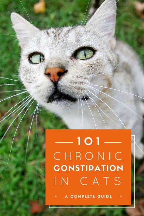 Wet cat food for constipation. Pin on Keeping Your Cat Healthy