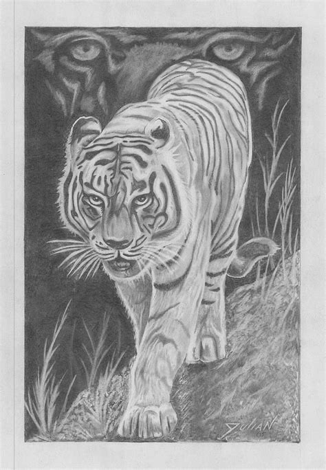 Drawn White Tiger Cool White 14 Animal Drawings Colorful Drawings