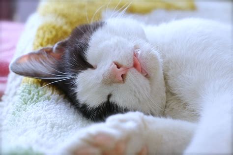 Sleep Cats Pets Funny Lovely Animales Bed My Beautiful