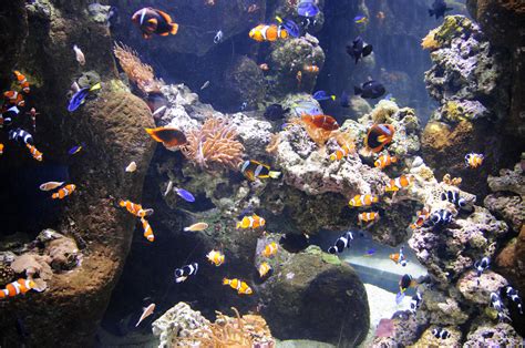 Where To Buy Discount Aquarium Of The Pacific Tickets