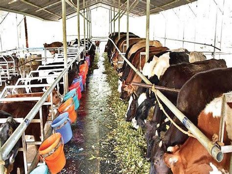 Dairy Farmers In Kerala Distribute Liters Of Milk Free Of Cost