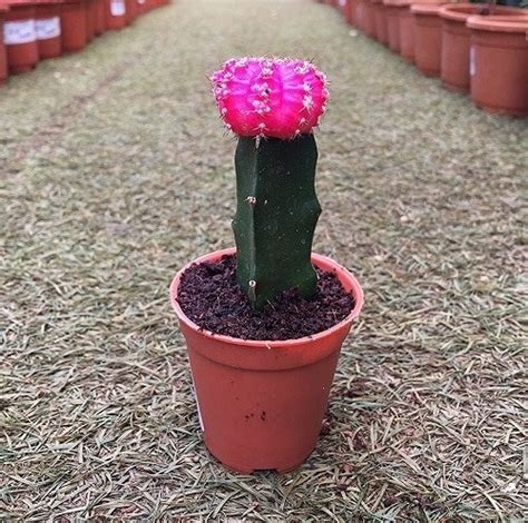 17 Beautiful Cactus With Pink Flowers Balcony Garden Web
