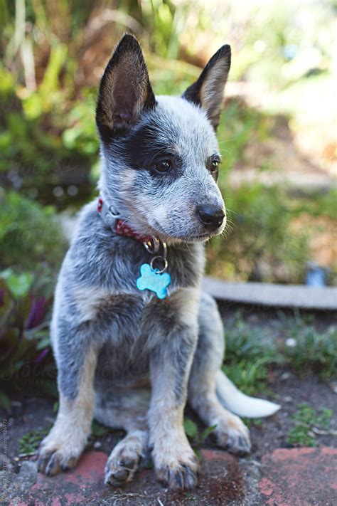 A Very Cute And Cheeky Blue Heeler Puppy In A Backyard By Stocksy