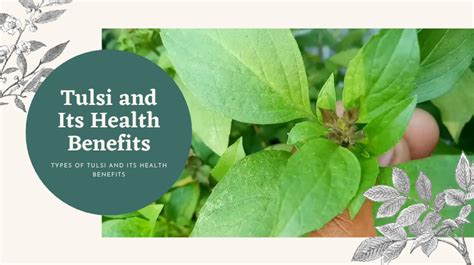 Types Of Tulsi And Its Health Benefits