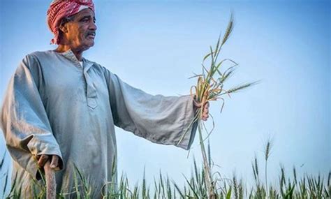 Egypt Aims To Harvest 36 Mln Tonnes Of Wheat This Season Egypt Today