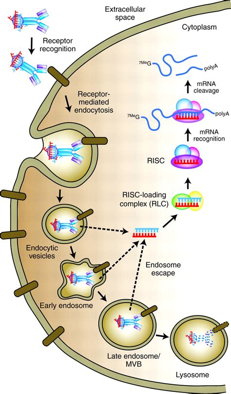 breaking down the barriers sirna delivery and endosome escape journal of cell science