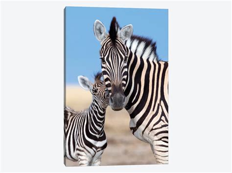 Zebra Mother And Foal Canvas Wall Art By Mogens Trolle Icanvas