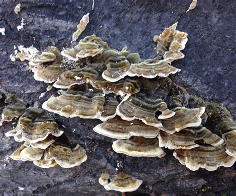 growing turkey tail mushrooms on recycled christmas trees 8 steps