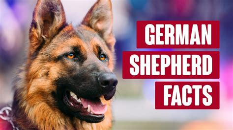The Ultimate Compilation Of Stunning German Shepherd Dog Images In Full 4k