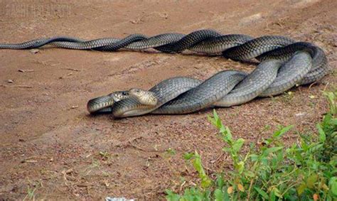 Is It Good To See Snake Mating Snake Poin