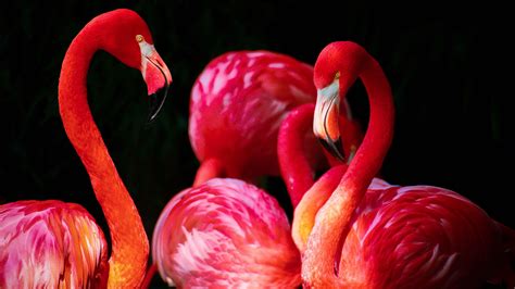 Flamingo Bird Wallpapers Wallpaper Cave