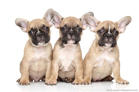 French Bulldogs Just Fun Facts