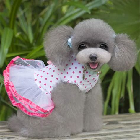 1111 High Quality Fashion Puppy Dog Princess Dress Dog Cherry Lace