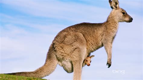 Bing Australie Thème Fonds Décran Hd Animaux Nature Bâtiments 1