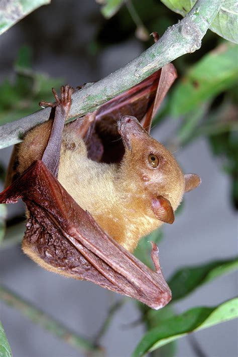 Long Tongued Fruit Bat Photograph By Ivan Kuzmin Pixels