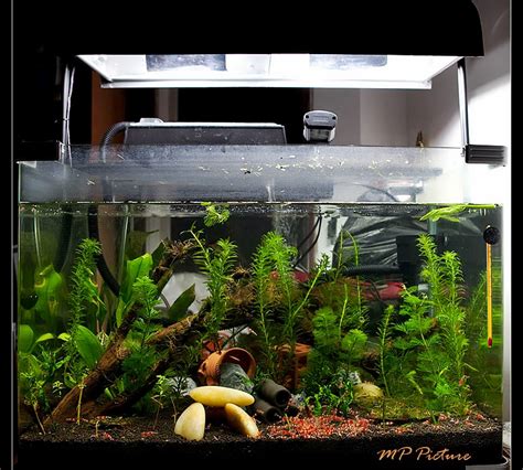 122 tykkäystä · 2 puhuu tästä. Sinar Lampu untuk Akuarium Aquascape - Akuarium Ikan Hias