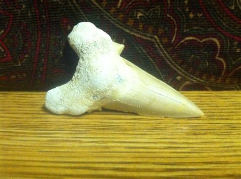 Fossil Lamna Shark Tooth 35 Mil Yrs Old Specimen Etsy