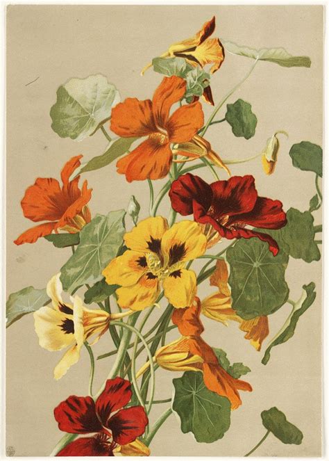 Nasturtiums Botanical Drawings Botanical Illustration Vintage